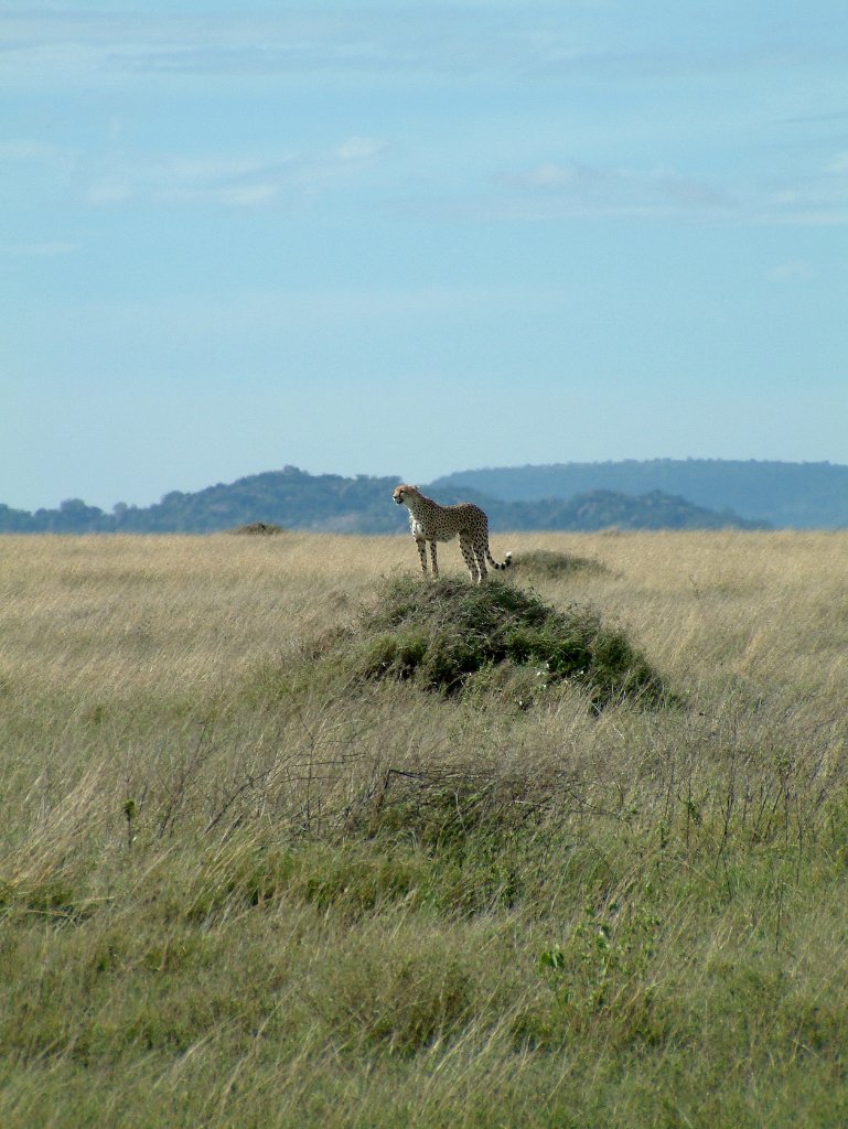 05-Cheetah on the lookout.jpg - Cheetah on the lookout